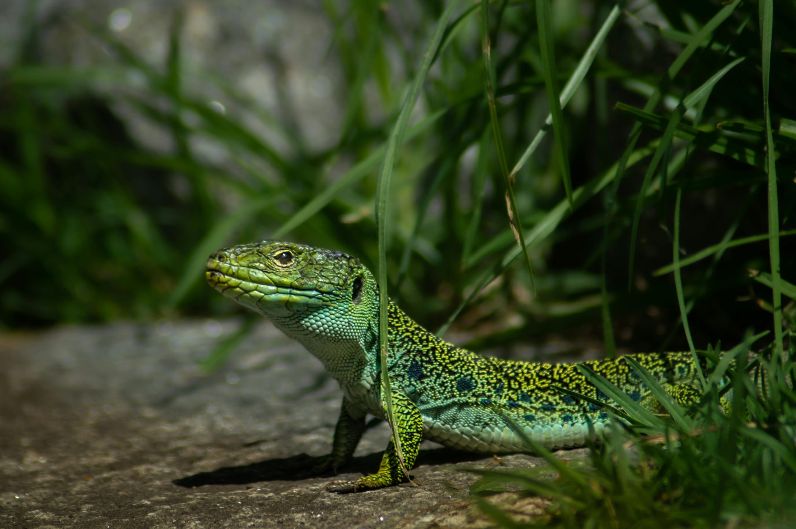 Lézard occelé