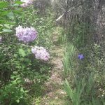 Chemin des fleurs - La Gardiolle