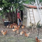 Les poules - La ferme de la Gardiolle